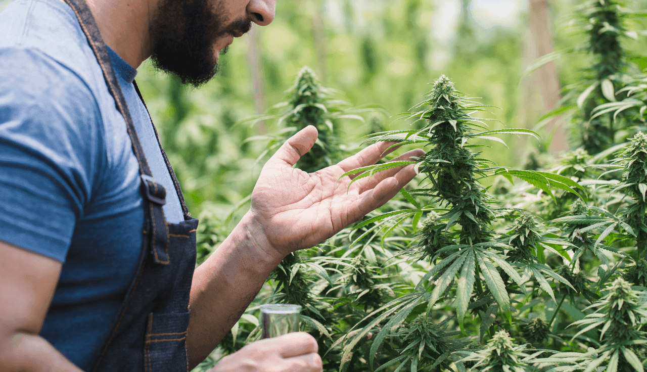 Mann, der Cannabis-Pflanzen in einer Farm betrachtet